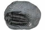 Kayserops megaspina Trilobite - Bou Lachrhal, Morocco #352616-3